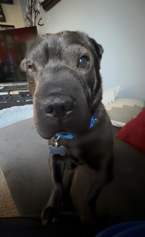 Picture of the Animal Listed